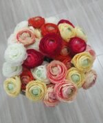 Rose flower